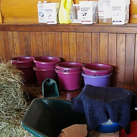 customized horse feeding program