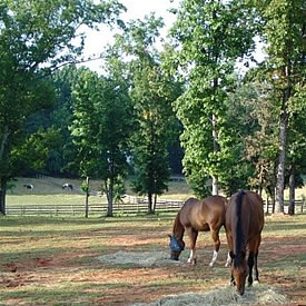 customized horse feeding program